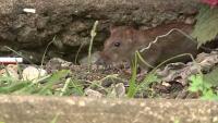 Boston summit focuses on using AI to fight rat problem
