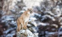 Minnesota Hunters Should Report Any Cougar Sightings This Season