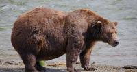 Alaska’s fat-bear crown up for grabs