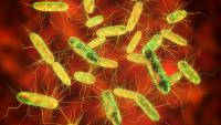 More Than 250 People Fall Ill in Salmonella Outbreak at Prague School