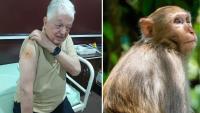 Monkey attacks 2 tourists, including 83-year-old Brazilian, at Taj Mahal