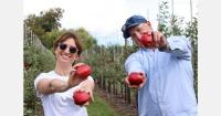 New Zealand-origin Sassy apples grown in Britain for first time
