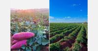 Brazilian sweet potato sales declined during Europe's summer but are expected to rebound in winter