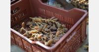 Ethiopia aims to boost its date production and focus on exports