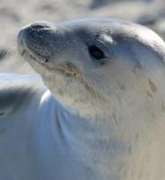 Four stranded seals saved in unusual rescue from Cape Town dry dock