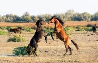 Wyoming Residents Can Adopt Wild Horses At An Event Saturday
