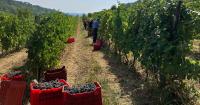 Oregon winemaker launches Italian wine brand. Here’s how to try before you buy