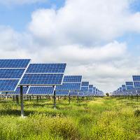 Sheep under solar panels: how one northern Minnesota farm fits into the green energy push