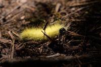 Don't Touch American Dagger Moth Caterpillars In New York State