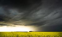 Florida Farm Manager the Latest to Plead Guilty in Crop Insurance Fraud Probe