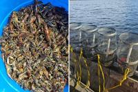 Two MN Small Businesses Catching and Selling Invasive Crayfish