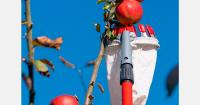 U.S. Apple forecasts a 7% decline in the apple harvest for 2026/27