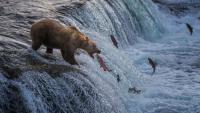 The best wildlife preserves and refuges in the US