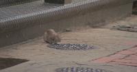 Boston hosts second Annual National Urban Rat Summit
