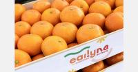 Launch of commercial campaign for Earlyna mandarin with an identification and traceability system