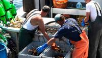 Maine lobsterman catches ultra-rare cotton candy lobster with crazy odds: 'It just glowed'