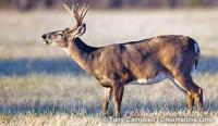 Take a Young Person Hunting—New Hampshire Youth Deer Hunt Set for October 24–25