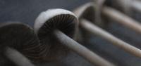Oregon Officials Drop Plans to Increase Psilocybin Licensing Fees