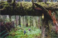 Crowdfunding saves another 14 acres of forest in Clallam County, for now
