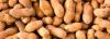 Peanut acres down by 35% in Arkansas this year; field day planned in Newport