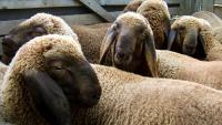 Breeding ram sold for $1 million in Kyrgyzstan