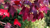 Extracts of Red Maple (Acer rubrum) and Other Maple Species
