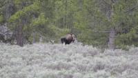 Idaho Fish & Game seeks information after bull moose killed, left to waste near Elk River