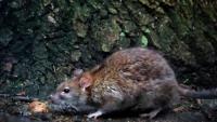 Experts gather in Boston for second National Urban Rat Summit