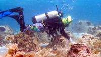 WAM’s ridge-to-reef revolution in the Southern Grenadines