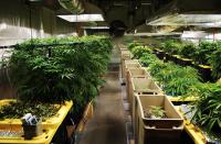 Marijuana business eyes Oak Bluffs zoning amid legal disputes