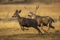 Got questions about mule deer? FWP to host a meeting in Malta on Sept. 30