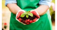 Organic farming covers 17.2% of agricultural land in Greece