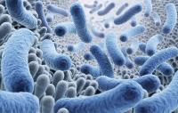Report Highlights Three Possible Probiotic Benefits Beyond Digestive Health