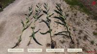 Arevo’s Arginex Corn Delivers More Grain with Less Nitrogen in Independent European and South American Field Trials