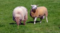 Farmers urged to test rams as bluetongue impacts tupping