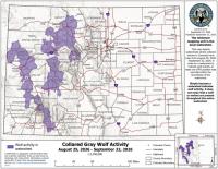 Where did Colorado’s wolves travel in September? 