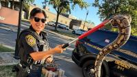 New Jersey police free 3-foot ball python wedged in car grille after wheel alignment