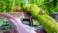 Ohio driver told fallen oak tree was an 'act of God,' but photos suggest neighbor knew