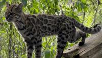 Discovery of the Tilcayo Cat: New Feline Species Found in Bolivian Forests After 100 Years