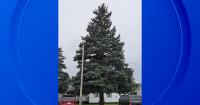 Michigan selects official state Christmas tree for 2026