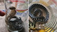 Philippines homeowner captures venomous Luzon king cobra after finding it inside