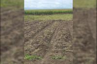 A Belarusian planted too many potatoes. To prevent them from spoiling, he had to make an appeal on social networks