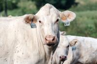 Extension Notes: Oct. 1 Webinar Addresses Asian Longhorned Ticks for Kentucky Livestock Producers
