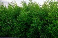 Guyana records 324-hectare increase in mangrove coverage