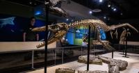 PREHISTORIC LIFE | Discovery Center opens 'Sea Monsters Unearthed'