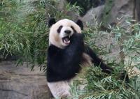 Visiting the Bamboo Bear: Turkmenistan’s Media Delegation Explores the Environmental Experience of Fujian Province