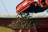 Illinois farm cultivates potatoes from soil to snacks