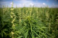 Hemp ban looms, Tractor ballet showcases art