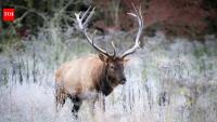In 2001, 25 elk were brought to Great Smoky Mountains National Park from Kentucky; 25 years later, more than 250 elk have been recorded in the Smokies