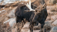 Cheyenne Mountain Zoo announces passing of 6-year-old Alaska moose, Atka